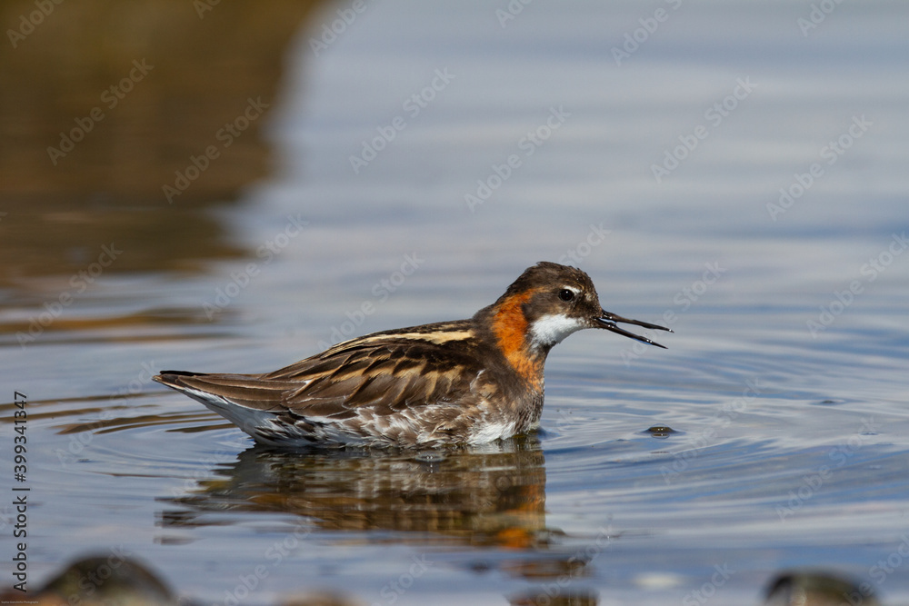 Male rednecked phalarope, Phalaropus lobatus, that captured a small