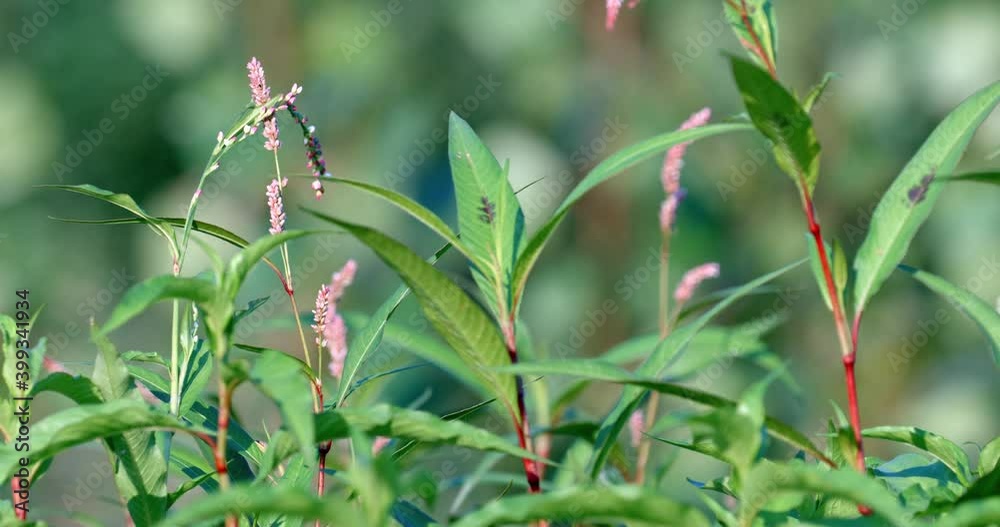 Pioneer vegetation on the Drava River bank with Persicaria hydropiper also known as water pepper Pioneer vegetation on the Drava River bank with Persicaria hydropiper also known as water pepper