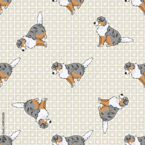 Cute cartoon Australian Shepherd sitting vector clipart. Pedigree kennel dog breed for obedience training. Purebred domestic puppy for dog show illustration mascot. Isolated canine hunting breed. 