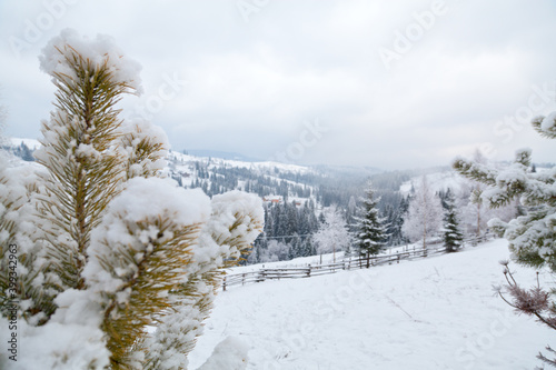 Pine trees covered with snow, snowy mountains and forest. Ukraine, carpathians.
