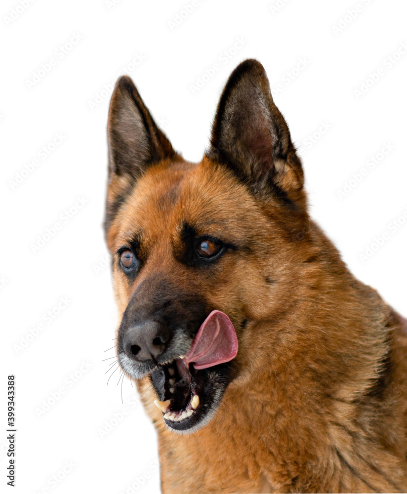 German Shepherd licks his lips after a delicious lunch, his tongue is visible. Close up.isolate.