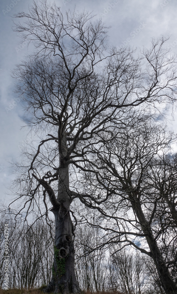 looking up into a magnificent tall old english tree with lost branches and burrs looking up into a magnificent tall old english tree with lost branches and burrs