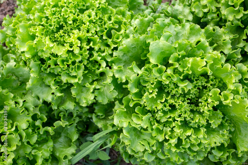 Green fresh lettuce field, agriculture concept photo. Green fresh lettuce field, agriculture concept photo.