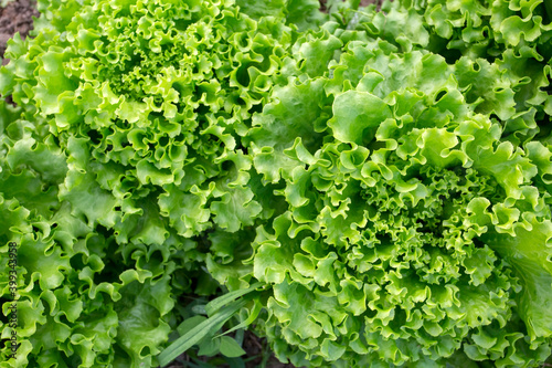 Green fresh lettuce field, ...