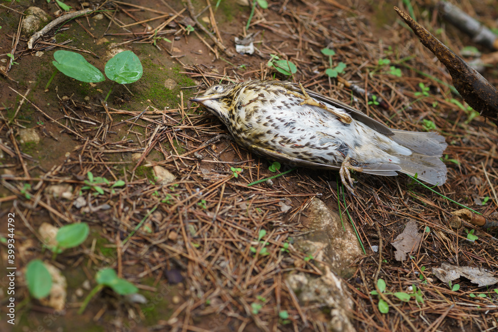 Song thrush (Turdus philomelos) killed by hunters' shotgun fire during their migration in the Iberian Peninsula, Malaga. Spain