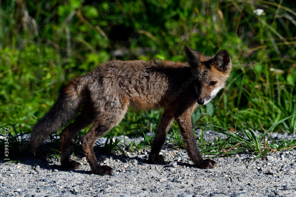 Fototapeta premium Roadside Red Fox Kit