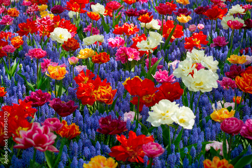 Flowers in full bloom and blossom in a myriad of color. © David English CPP