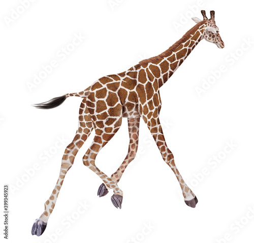 girafe, réticulée, galopant, animal, isolé, mammifère, blanc, cou, sauvage, faune, jardin zoologique, safari, haute, nature, brun, allongé, fond blanc, jeune, tête, debout, marchant, 