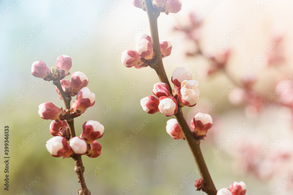 Branches of blossoming cherry and bee macro with soft focus on blue background. Easter and spring greeting cards. Springtime Branches of blossoming cherry and bee macro with soft focus on blue background. Easter and spring greeting cards. Springtime