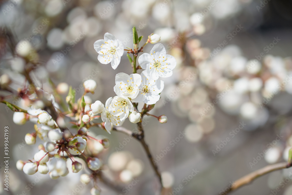 Branches of blossoming cherry and bee macro with soft focus on blue background. Easter and spring greeting cards. Springtime Branches of blossoming cherry and bee macro with soft focus on blue background. Easter and spring greeting cards. Springtime