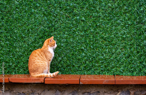 In orange color a cute stra...