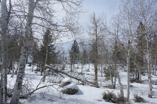 Winter scenery around Twin Lakes Resort, just outside the town of Bridgeport, in Mono County, Sierra Nevada Mountains, California.