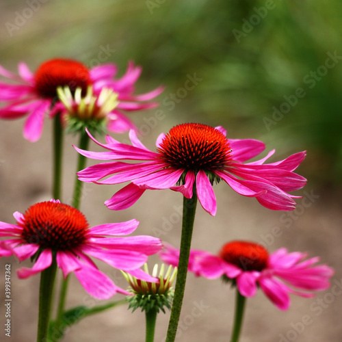 Rare smart flowers of a echinacea with the orange middle and purple petals.