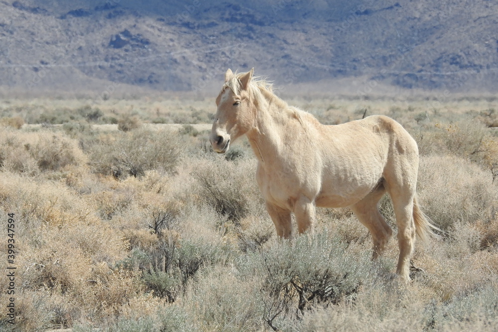 Wild horse roaming the high desert, Owens Valley below the Sierra Nevada Mountains, California.