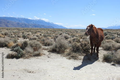 Wild horse roaming the high desert, Owens Valley below the Sierra Nevada Mountains, California.