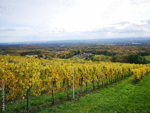 Weinberge der Südoststeiermark im Herbst - Klöch
