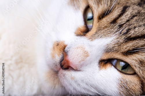 Pet animal; cute cat nose