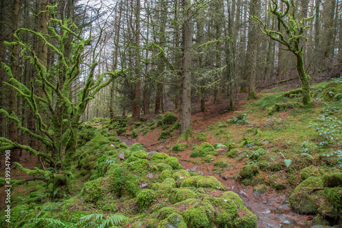 Gwydir forest, Snowdonia National Park, Wales. Mossy green fairy-like glen with moss-covered tree branches. Taken in January.