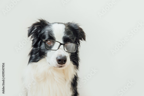 Funny studio portrait of smiling puppy dog border collie in eyeglasses isolated on white background. Little dog gazing in glasses. Back to school. Cool nerd style. Funny pets animals life concept. © Юлия Завалишина