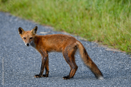 Standing Roadside Red Fox