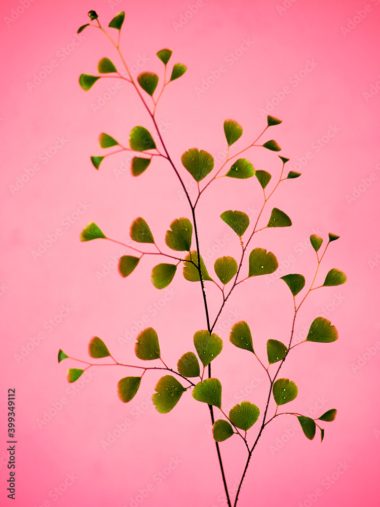 Green leaves on pink color background.