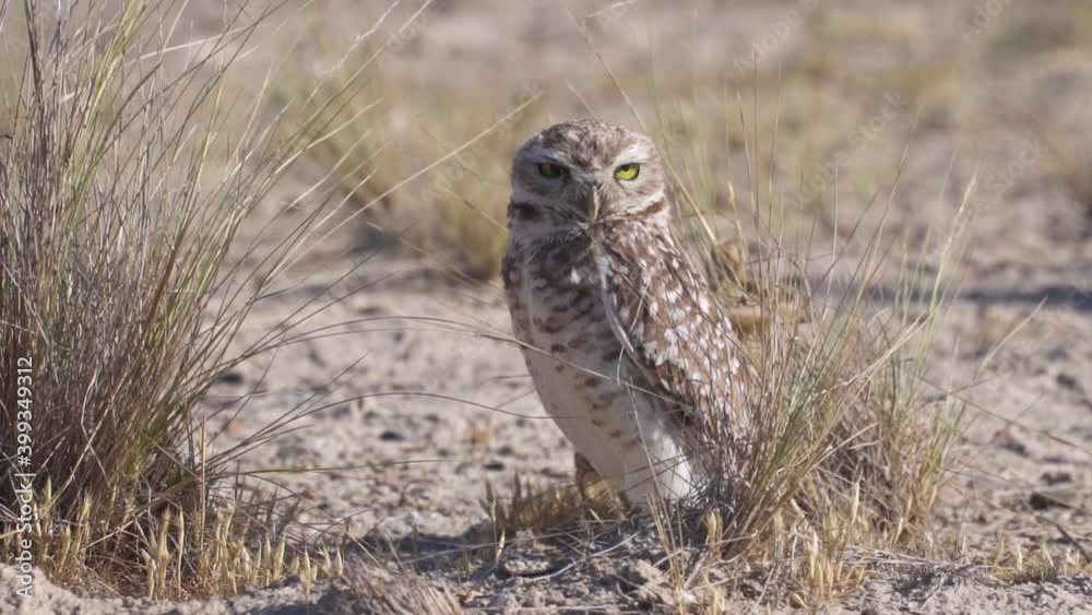 Close up shot of wild owl looking into camera,standing in the Patagonian desert during sunny day in Argentina. Austral pygmy in south american national park. Close up shot of wild owl looking into camera,standing in the Patagonian desert during sunny day in Argentina. Austral pygmy in south american national park.