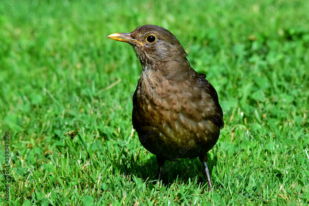 Obraz premium Ein Amselweibchen in der grünen Wiese (Großaufnahme)