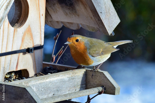 Ein Rotkehlchen am mit Sonnenblumenkernen gefüllten Vogelhaus