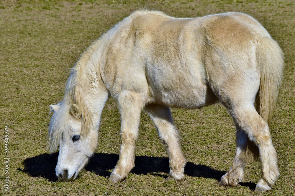 Kleines weißes Pferd (Nahaufnahme) Kleines weißes Pferd (Nahaufnahme)