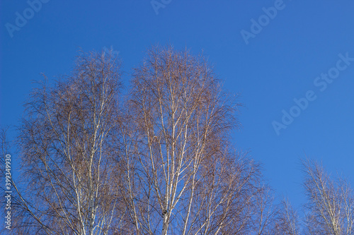 Birch trees with peaks in the blue sky