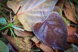 Frozen leaves in cold season textured nature background