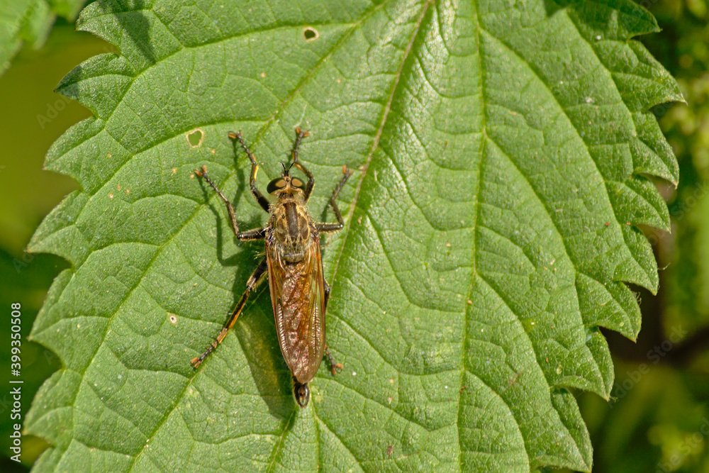 Yellow dung fly on a nettle leaf - Scathophaga stercoraria Yellow dung fly on a nettle leaf - Scathophaga stercoraria
