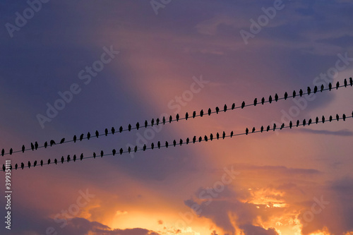 A flock of birds sitting on power line during fiery twilight sky 
