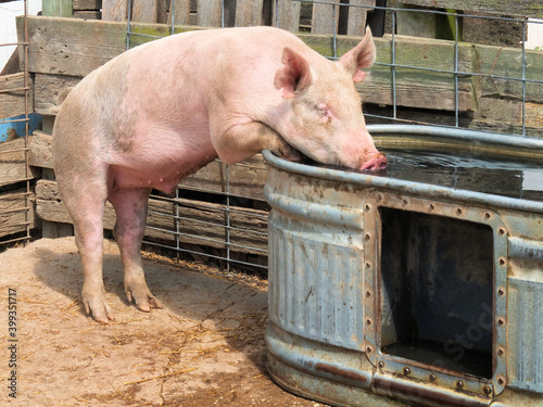 pig getting a drink