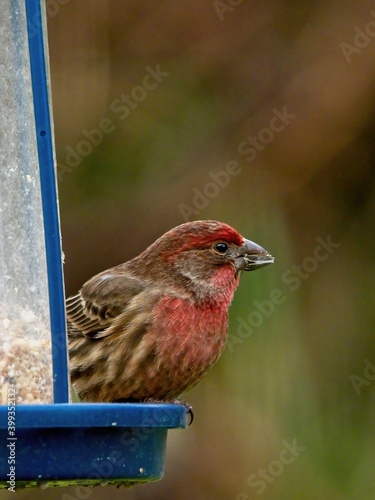 Sparrow jumping on the grass, close-up