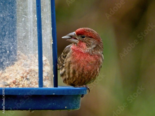 Sparrow jumping on the grass, close-up