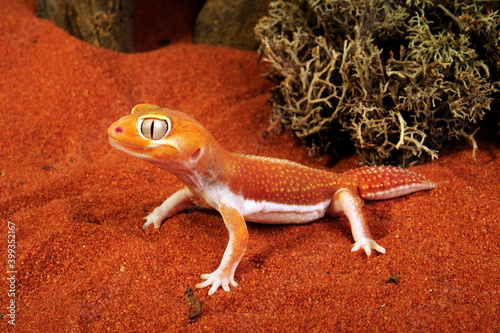 Glatter Knopfschwanzgecko // Common knob-tailed gecko (Nephrurus levis)  photo