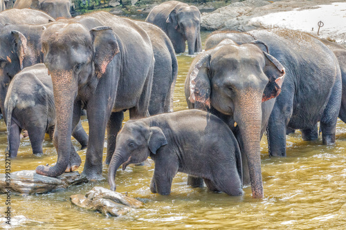 Elephants bathing in Sri Lanka Elephant orphanage of Pinnnawala 
