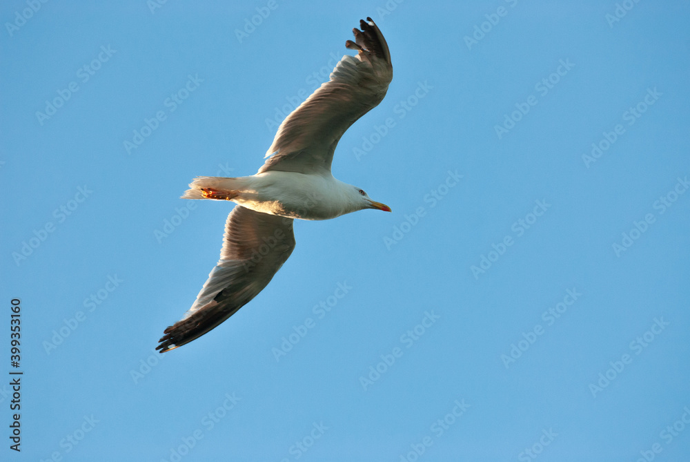 Fototapeta premium Gaviota en pleno vuelo.