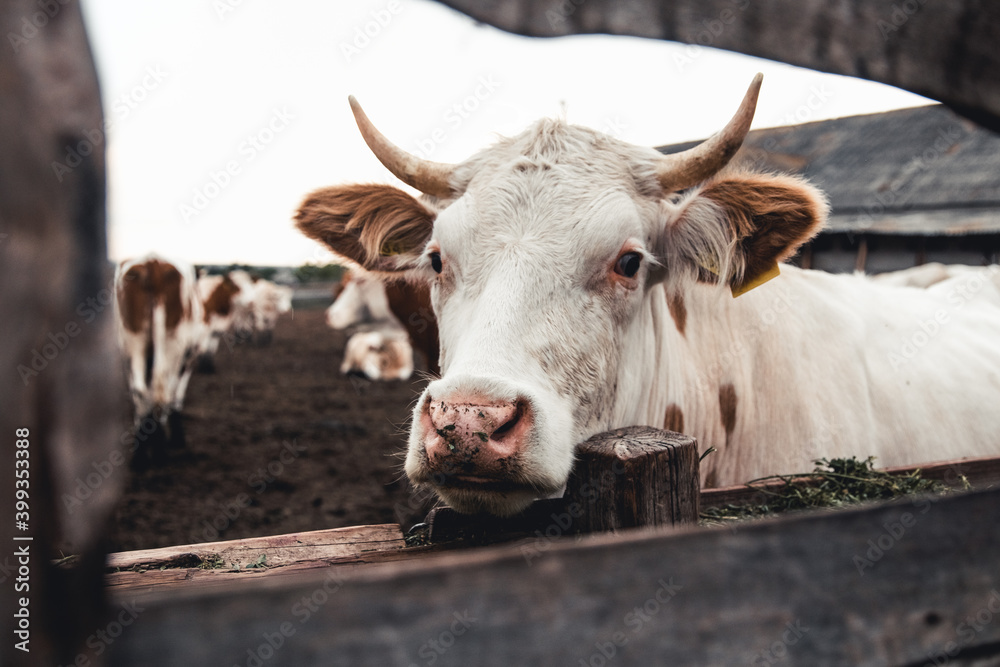 Cows on the form. Milk, meat production. Household animals. Cows on the form. Milk, meat production. Household animals.