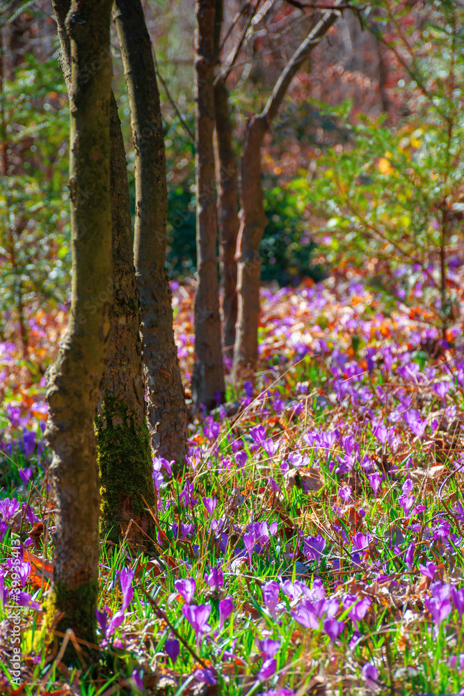 purple crocus bloom in the forest. beautiful nature scenery on a worm sunny day in springtime
