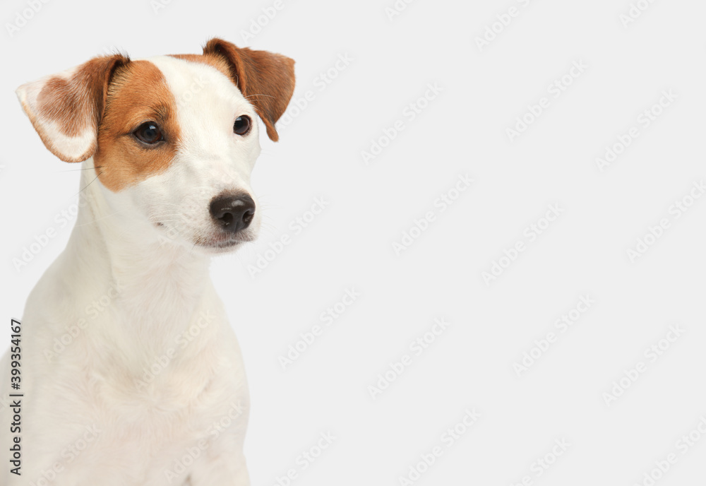 Jack Russell Terrier standing in front of white background and look to side Jack Russell Terrier standing in front of white background and look to side