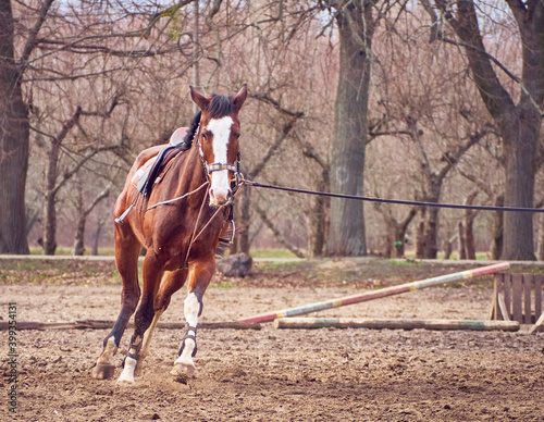 Brown horse is running on a paddock. © Kulbabka
