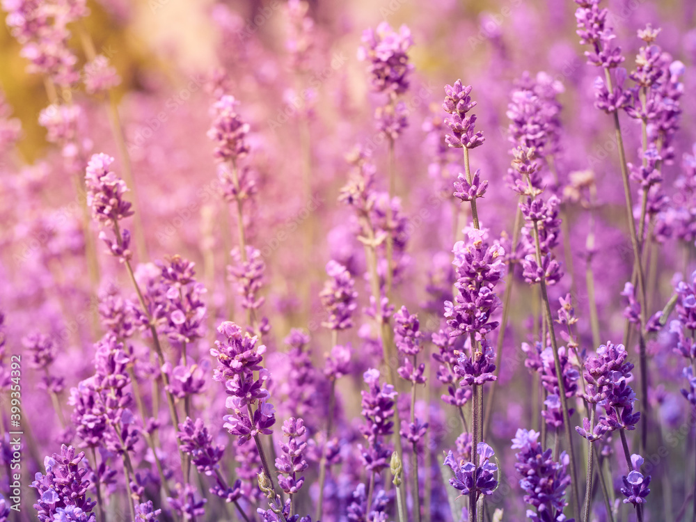 Soft focus on lavender flowers. Soft focus on lavender flowers.