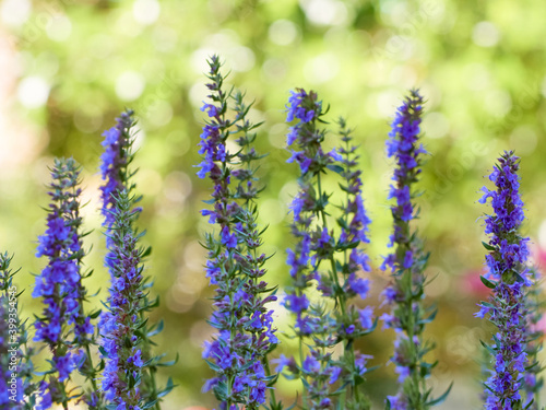 Purple flowers of hyssop (hyssopus officinalis) photo