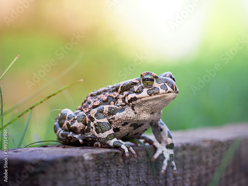 Green toad in the garden. photo