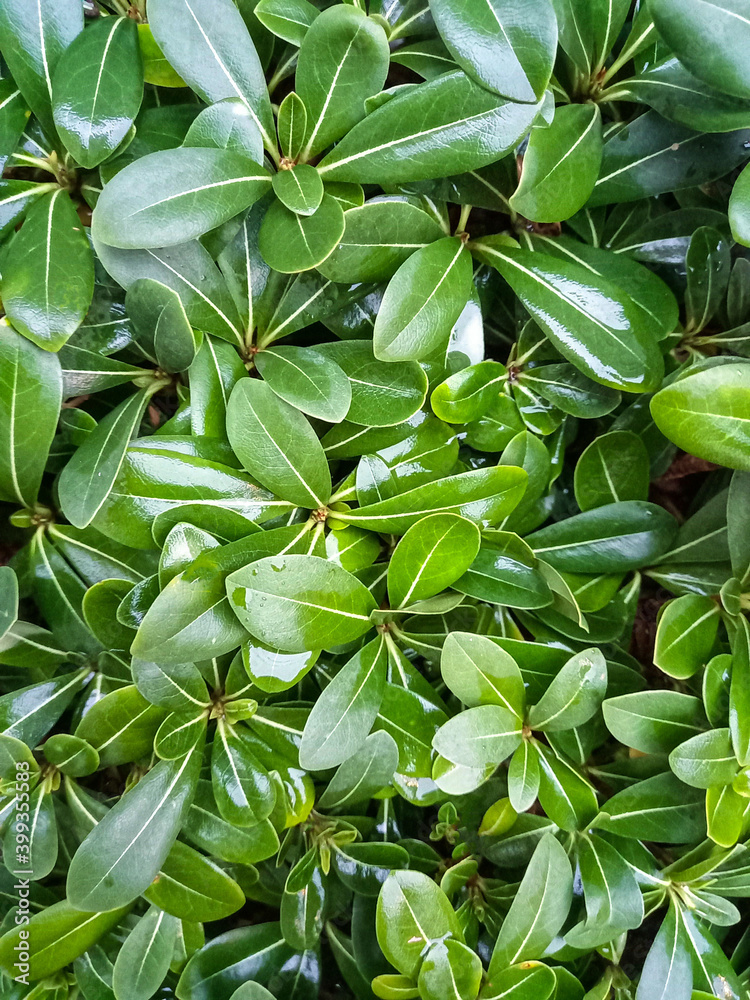 Obraz premium leaves background