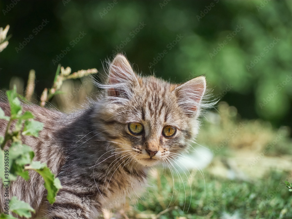 Small kitten eats a fish.