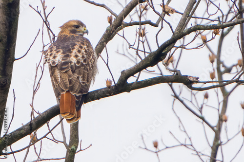 Red tailed Hawk perched on a Branch
