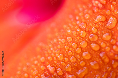 Water drops on Hibiscus flower petals macro shot